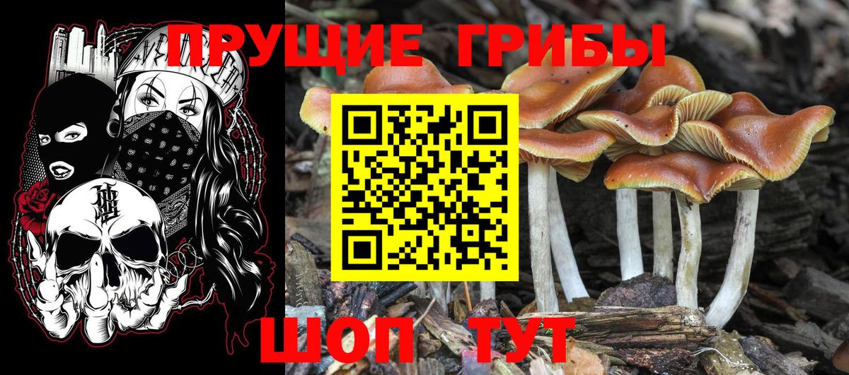 Псилоцибиновые грибы мицелий  Галлюциногенные грибы мухоморы  Вход с VPN  Чернушка 